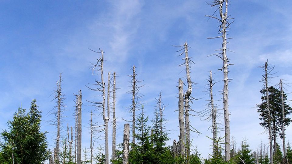 Waldschäden