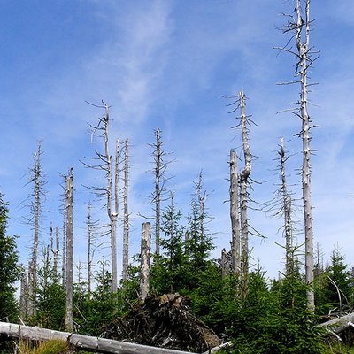 Waldschäden