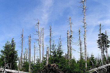 Waldschäden