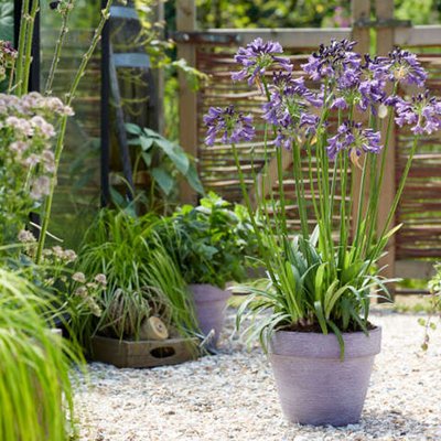 Agapanthus Poppin’ Purple