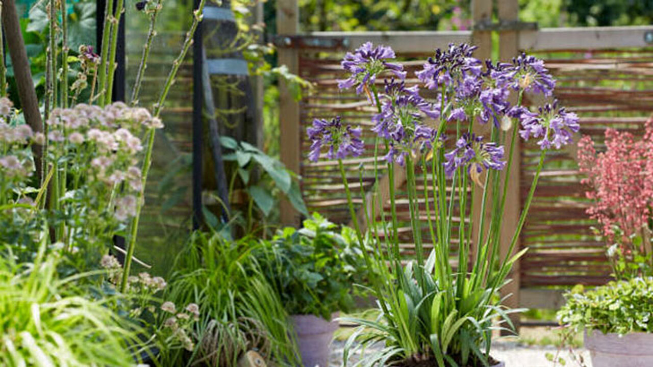 Agapanthus Poppin’ Purple