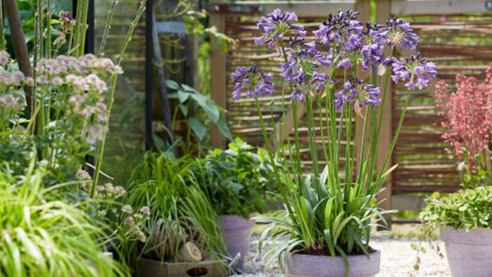 Agapanthus Poppin’ Purple