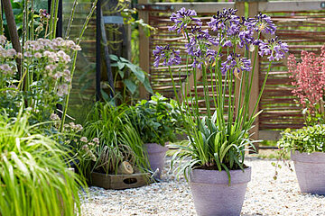 Agapanthus Poppin’ Purple