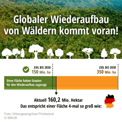 Wiederaufbau von Wäldern