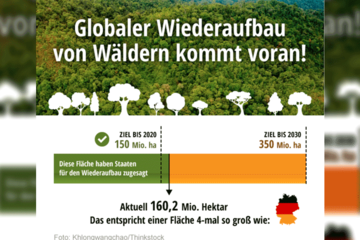 Wiederaufbau von Wäldern