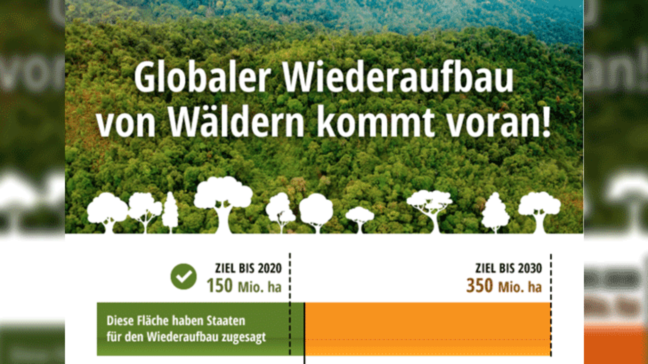 Wiederaufbau von Wäldern