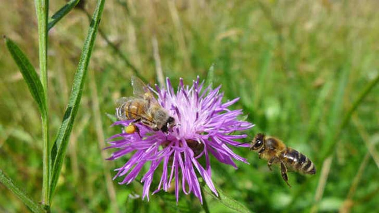 Wiesenflockenblumen