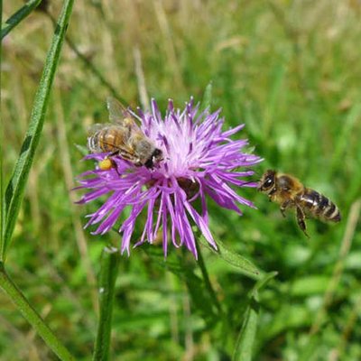 Wiesenflockenblumen