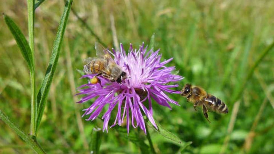 Wiesenflockenblumen
