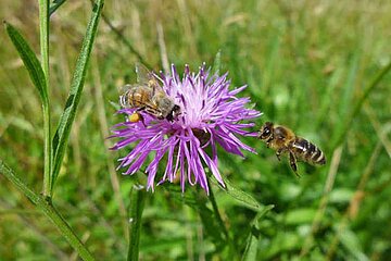 Wiesenflockenblumen
