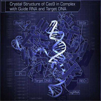 CRISPR/Cas