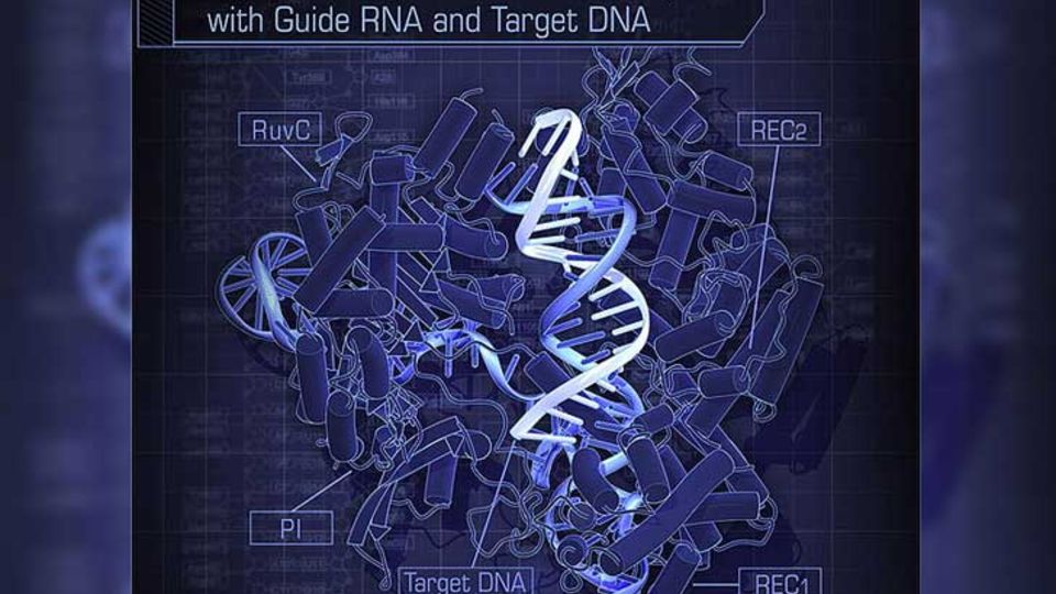 CRISPR/Cas