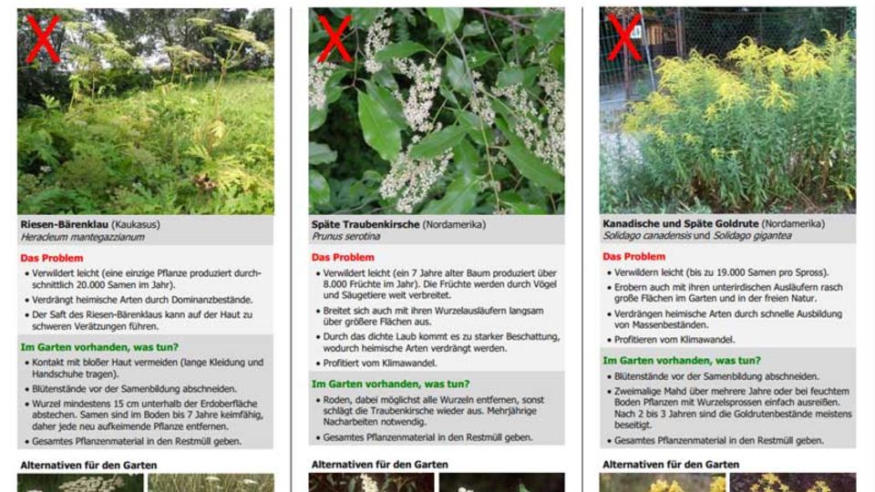 bfn Faltblatt