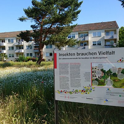 Blühwiese