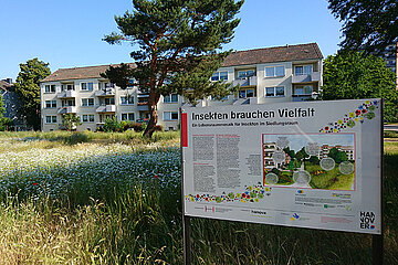 Blühwiese