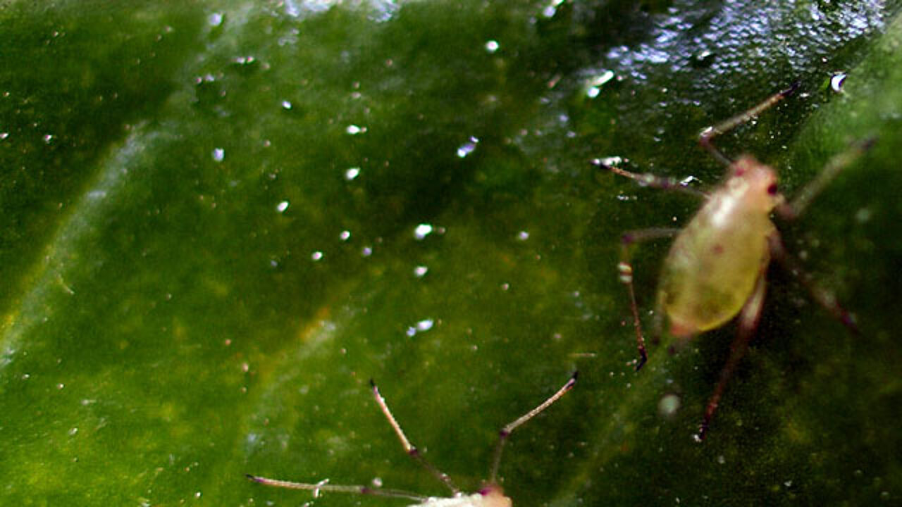 blattsaugende Insekten blattsaugende Insekten