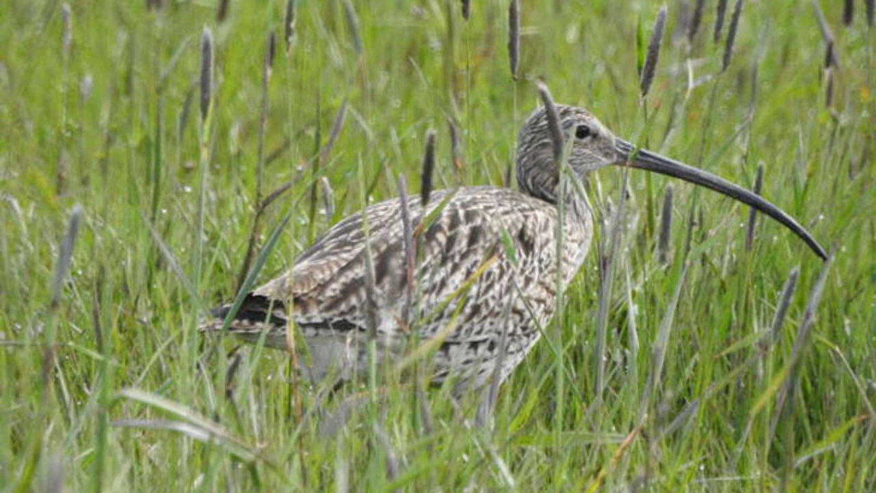 Brachvogel