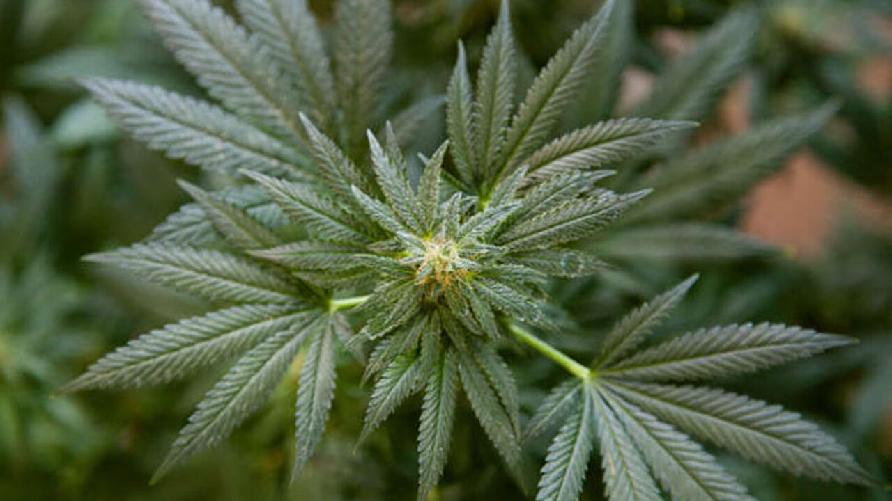 Cannabis