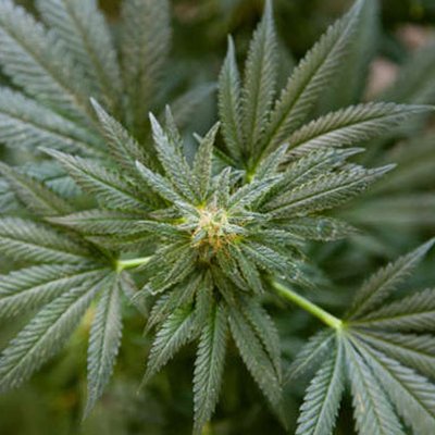 Cannabis