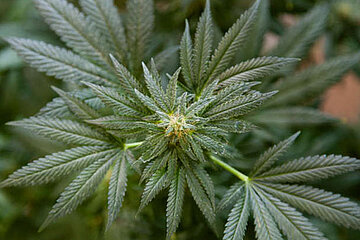 Cannabis