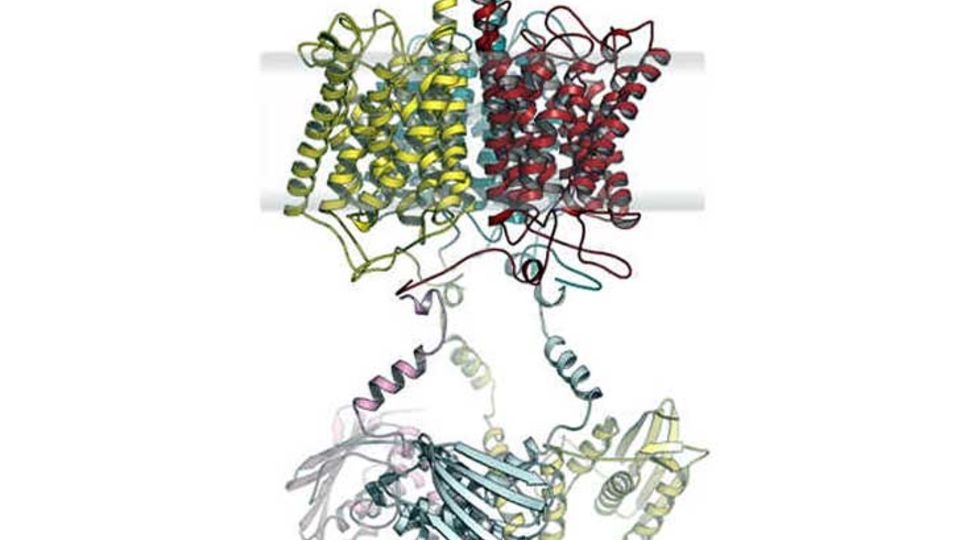 Modell des Anammox-Ammonium-Sensorproteins