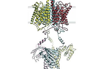 Modell des Anammox-Ammonium-Sensorproteins