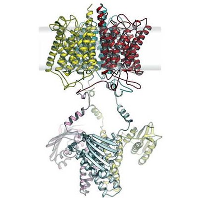 Modell des Anammox-Ammonium-Sensorproteins
