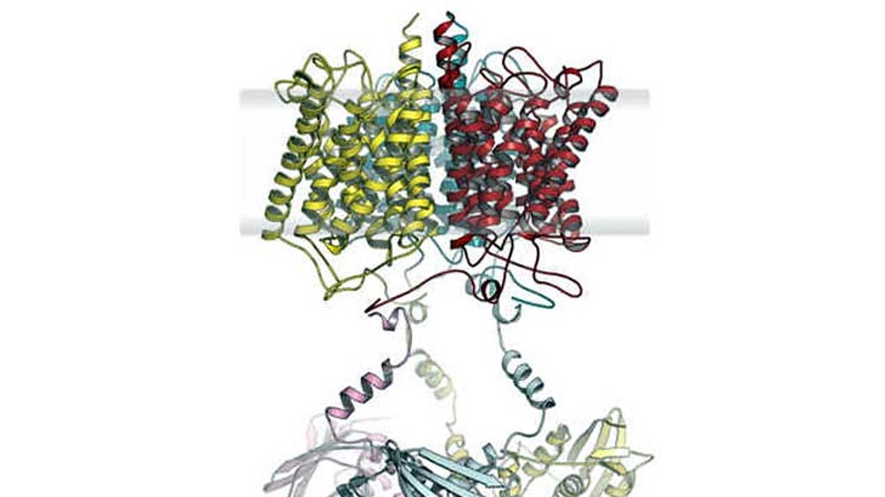 Modell des Anammox-Ammonium-Sensorproteins