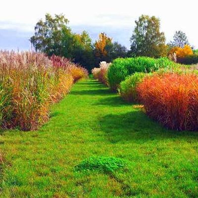 Miscanthus