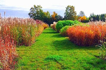 Miscanthus