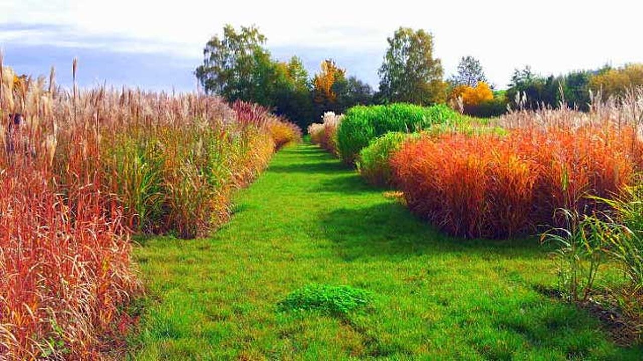 Miscanthus