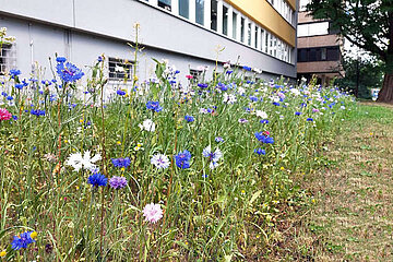 Image-13248