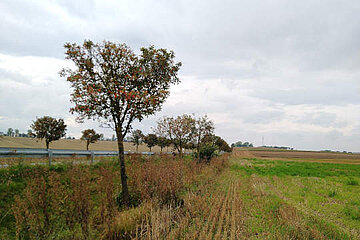 Image-15249