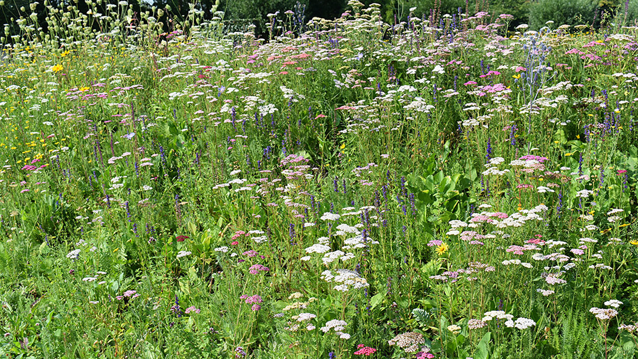 BGL nicht heimische Pflanzen