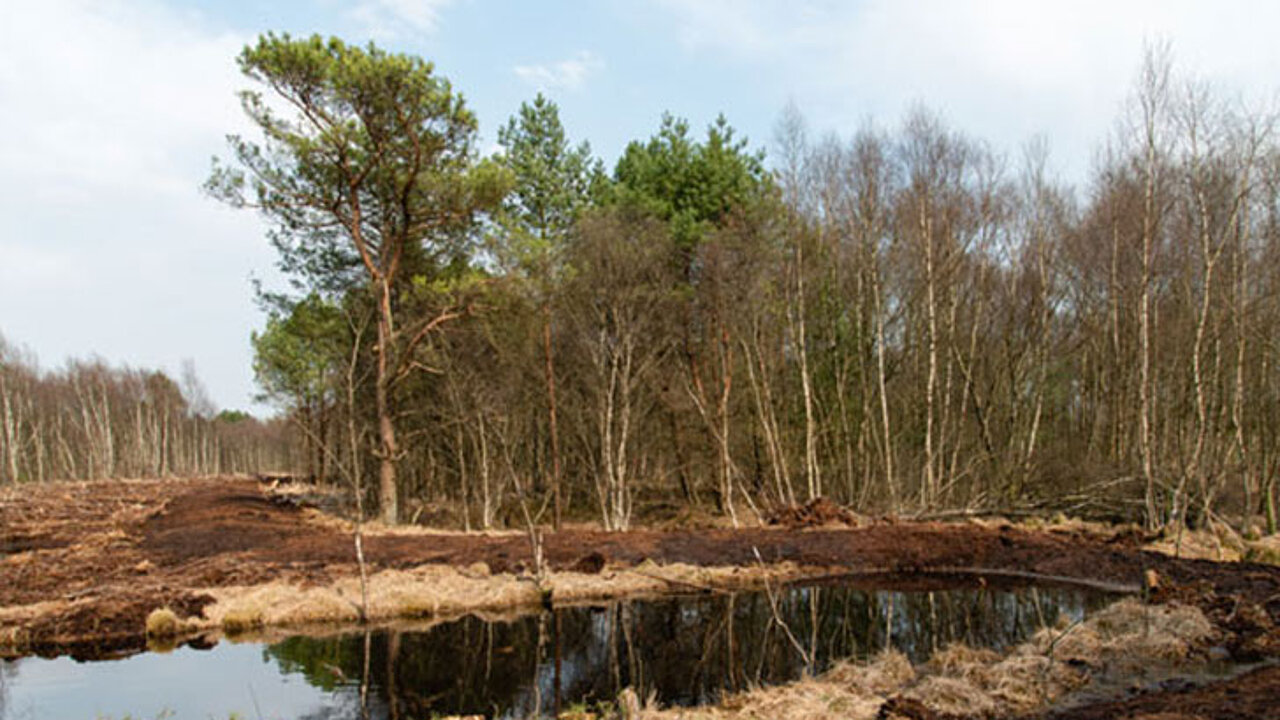 Badener Moor