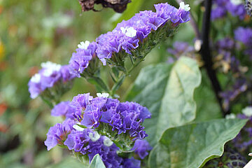 Trockenblumen