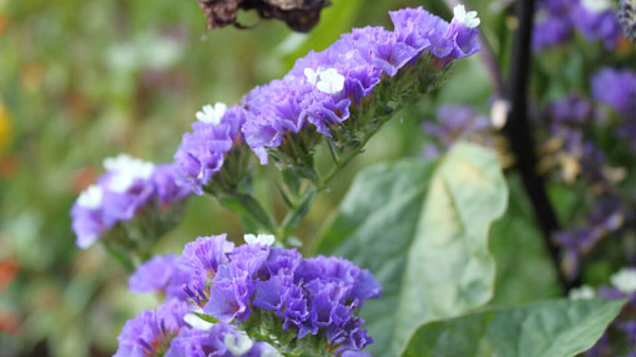 Trockenblumen