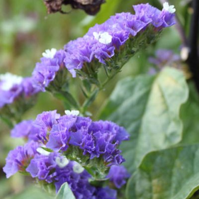 Trockenblumen