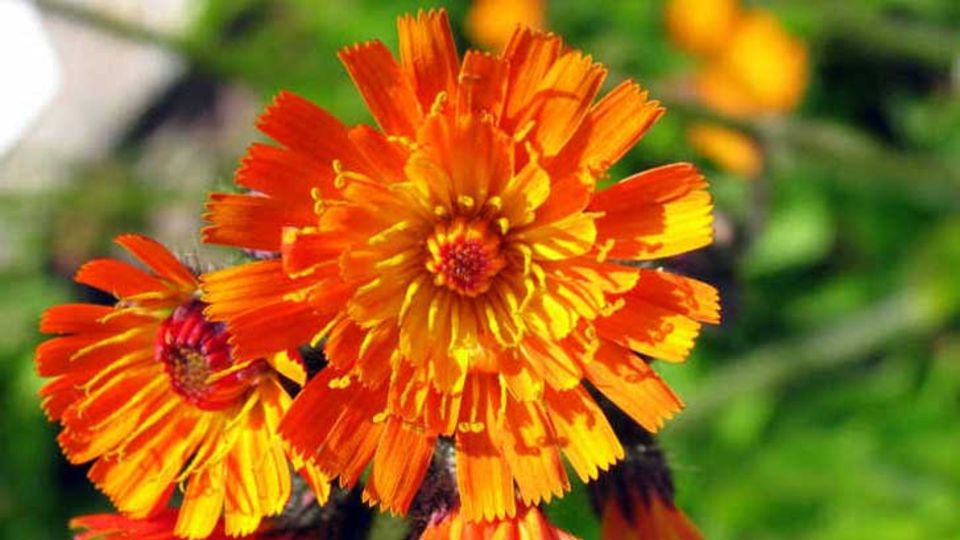 Orangerote Habichtskraut