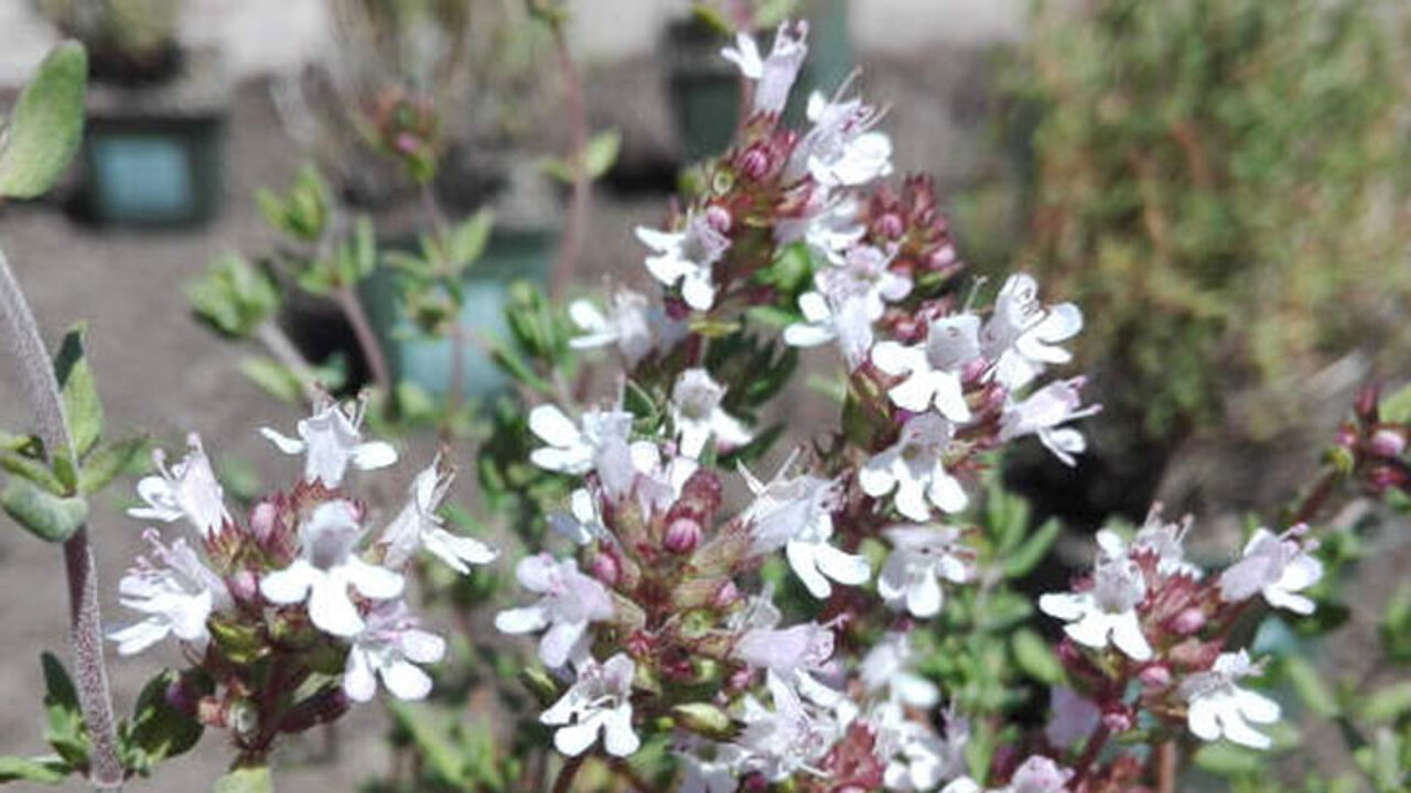 Thymian