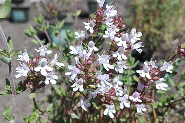Thymian
