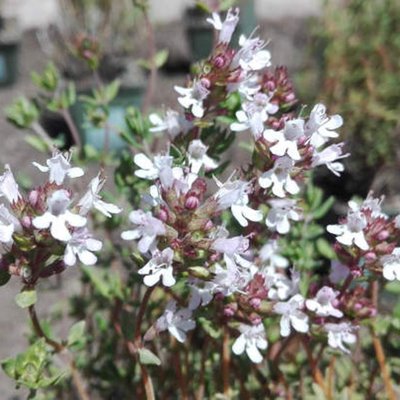 Thymian