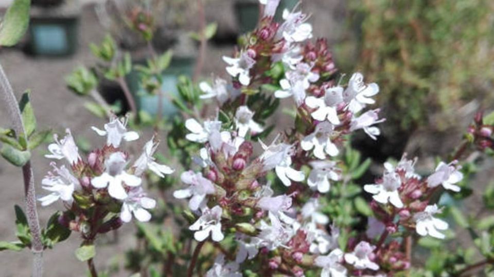 Thymian