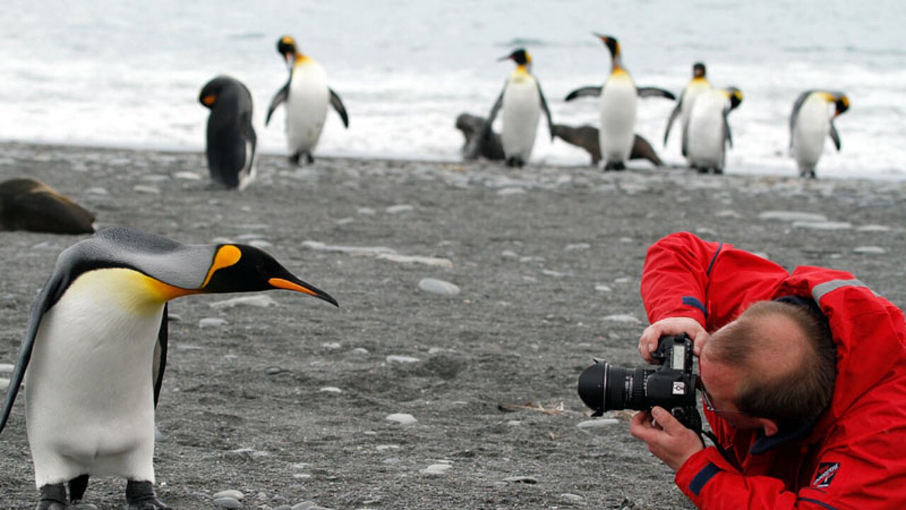 Pinguine