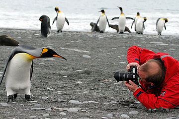 Pinguine