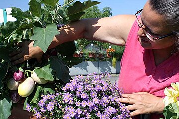 Gemüse im Blumenkasten