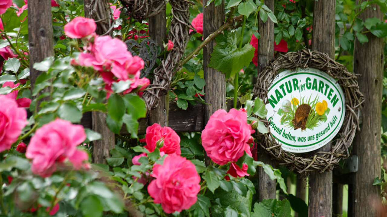 Natur im Garten