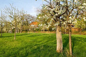 Streuobstwiese
