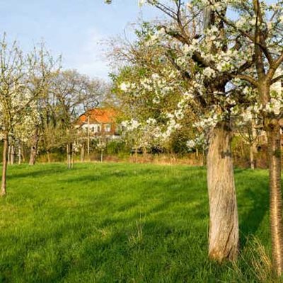 Streuobstwiese
