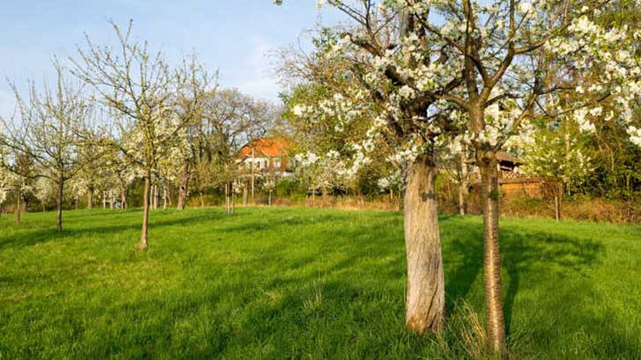 Streuobstwiese